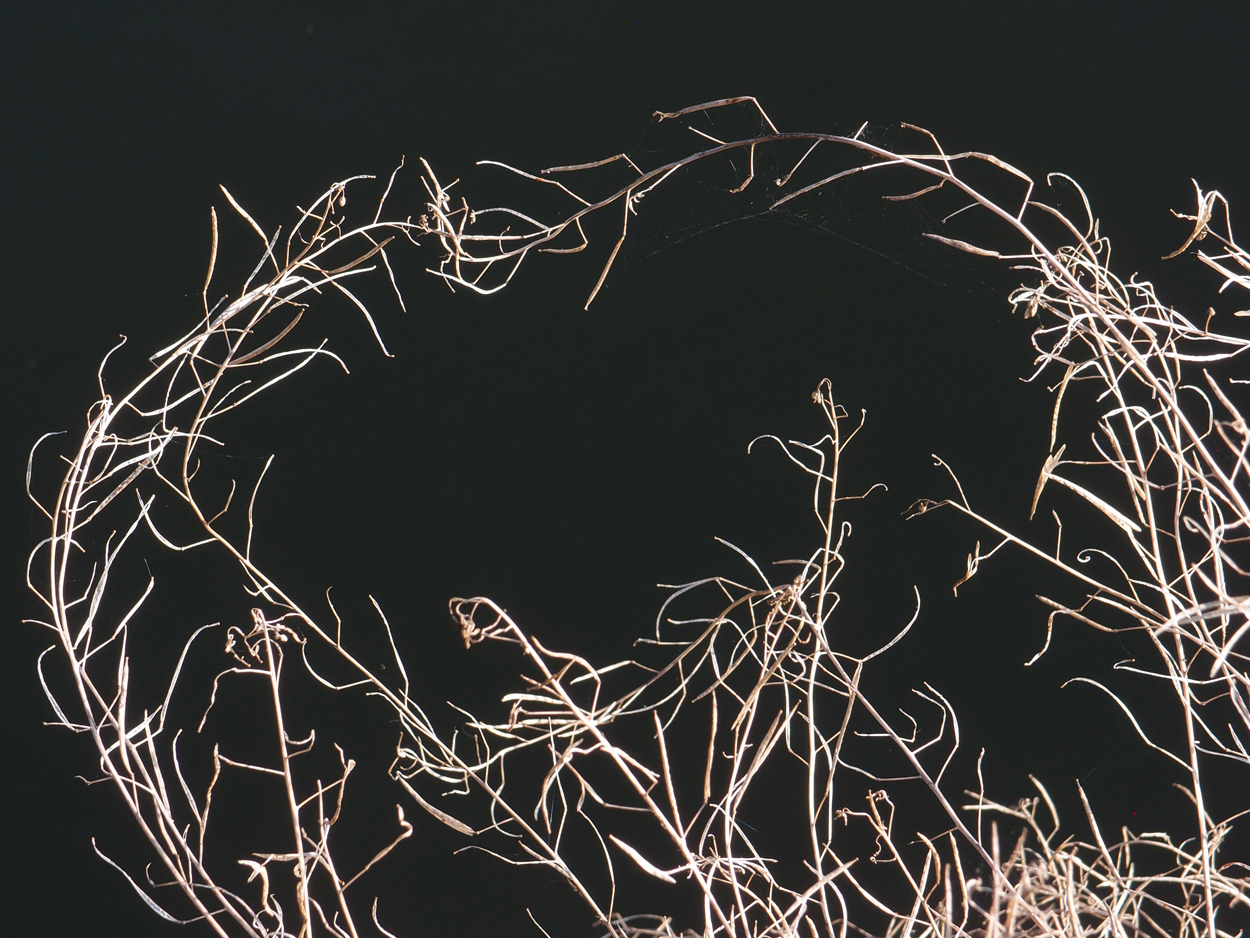 2019-10-14 Spatzen am Heckmannufer (Fieldrecording Video)